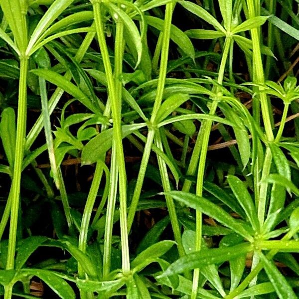 Galium anisophyllon പുറംതൊലി