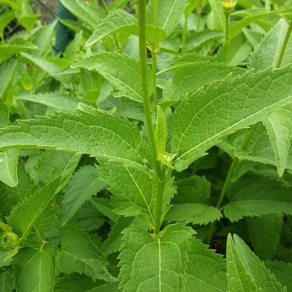 Heliopsis helianthoides Escorça