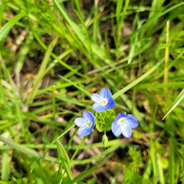 Veronica filiformis Flower