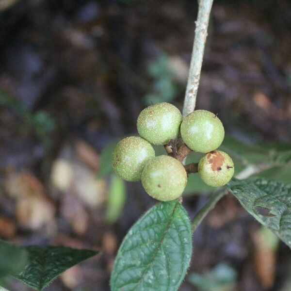 Guarea bullata Plod