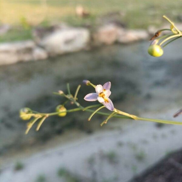 Dianella ensifolia 花