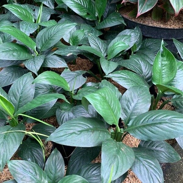 Spathiphyllum blandum Blad