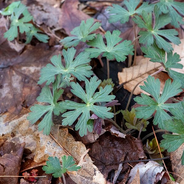 Geranium maculatum Leaf