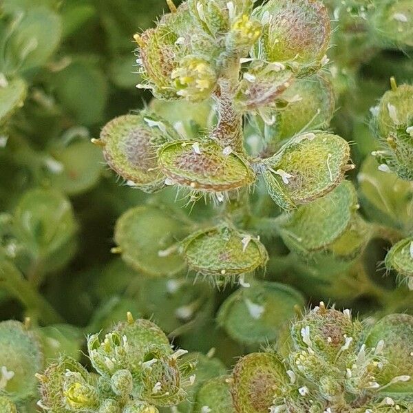 Alyssum simplex Flor