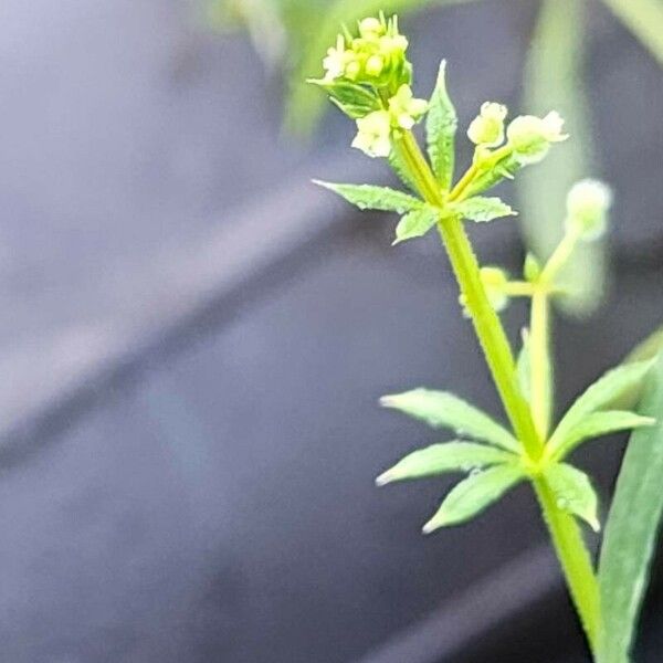 Galium spurium Blüte