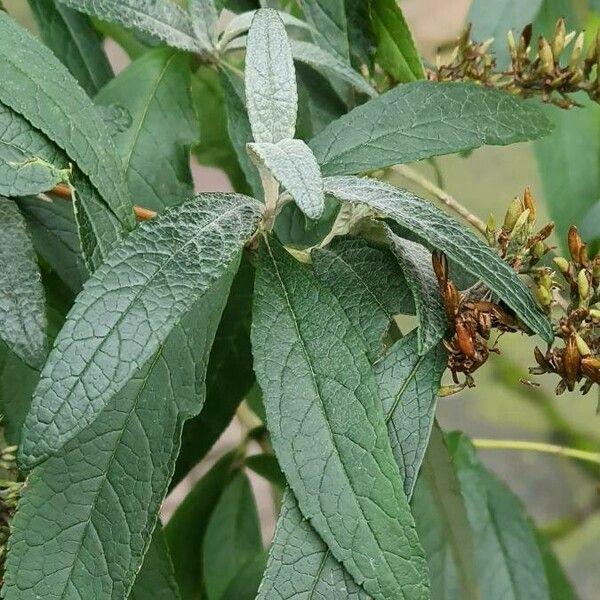 Buddleja davidii Leht