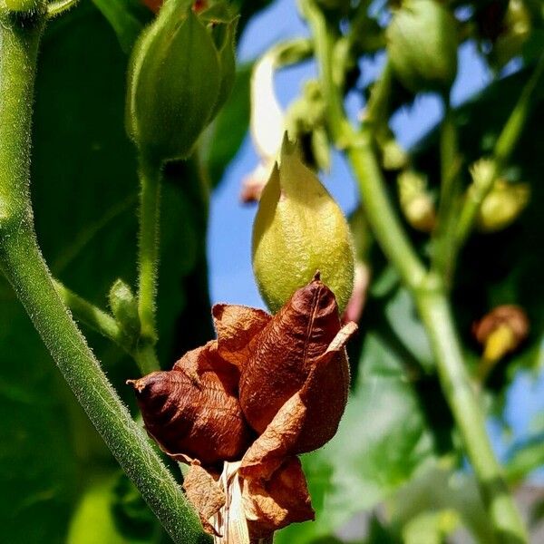Nicotiana tabacum Fruit