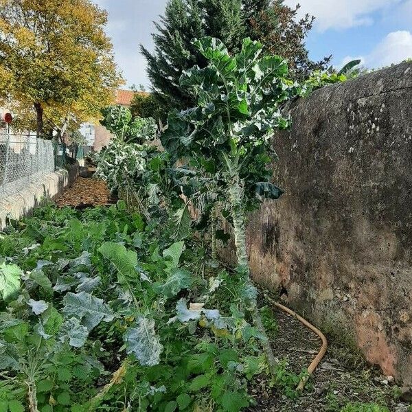 Brassica oleracea Hábito