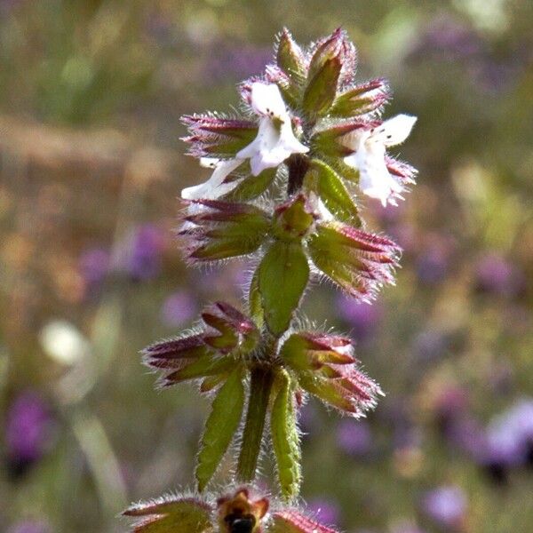 Stachys arvensis Õis