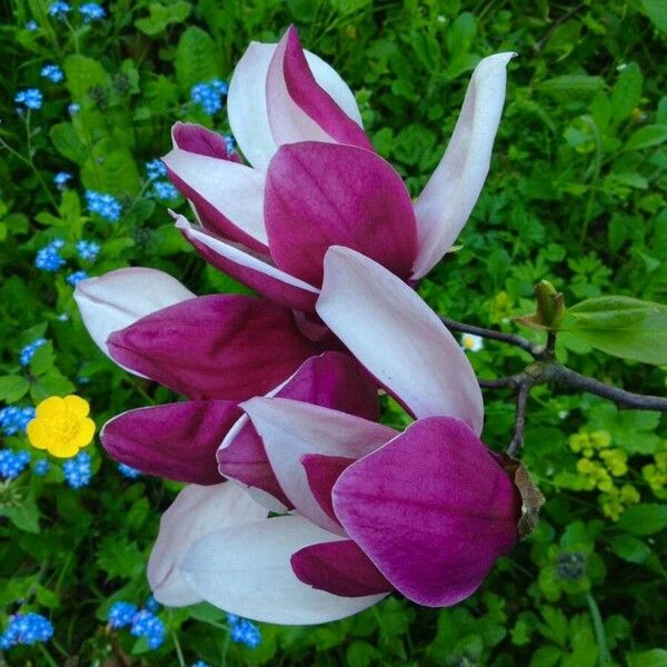 Magnolia liliiflora Flower