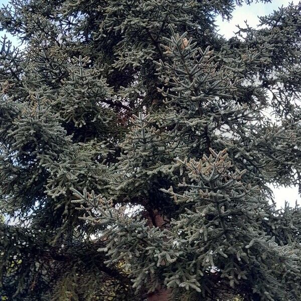 Abies pinsapo Habit