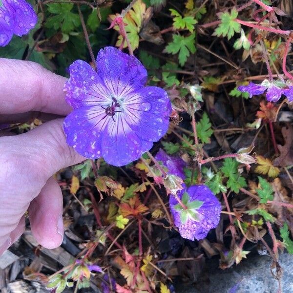 Geranium platypetalum പുഷ്പം