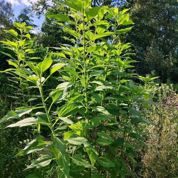 Helianthus tuberosus Leht