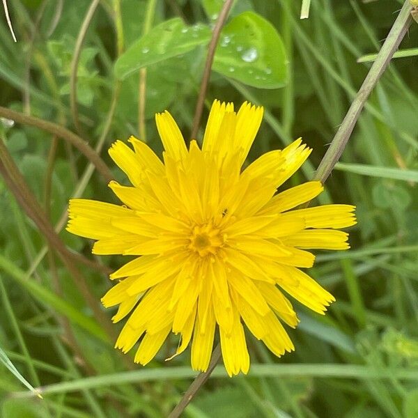 Leontodon hispidus Flower