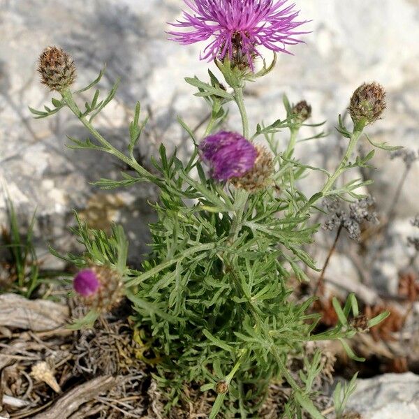 Centaurea corymbosa Costuma