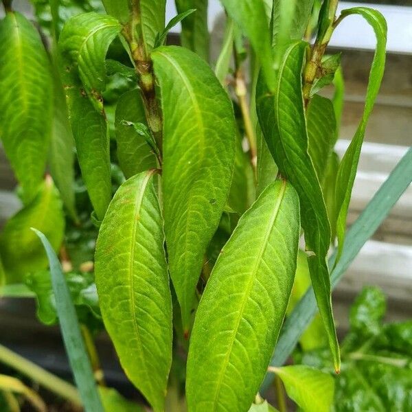 Persicaria odorata Blatt