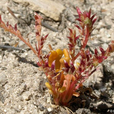 Calyptridium monandrum Habitus