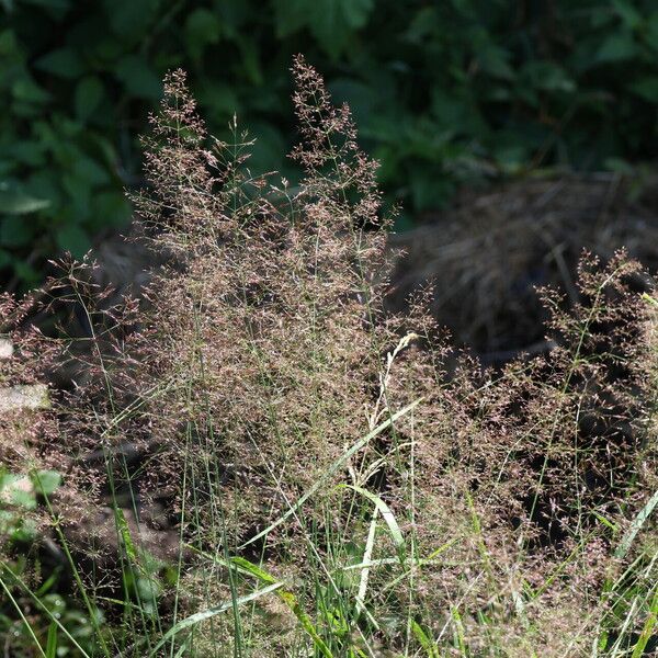 Agrostis capillaris Flor