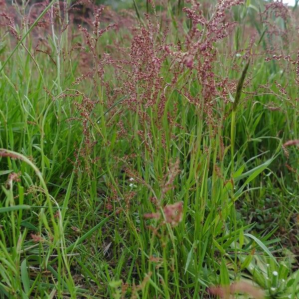 Rumex acetosella 整株植物