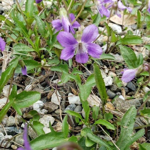 Viola pedatifida फूल