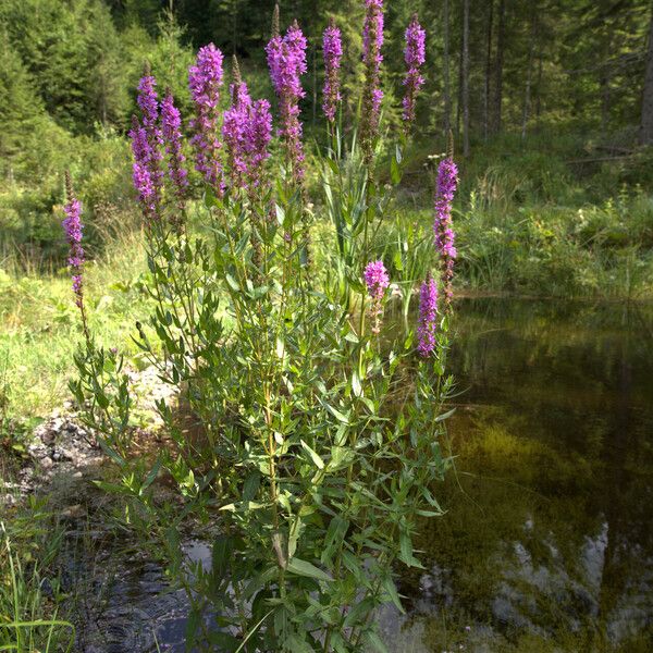 Lythrum salicaria Flower