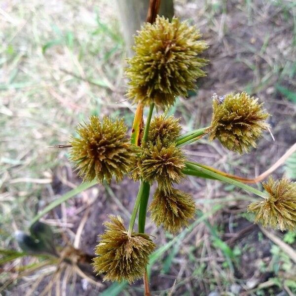 Cyperus difformis 花