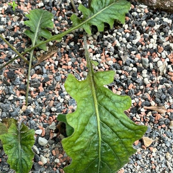 Gerbera jamesonii Leaf