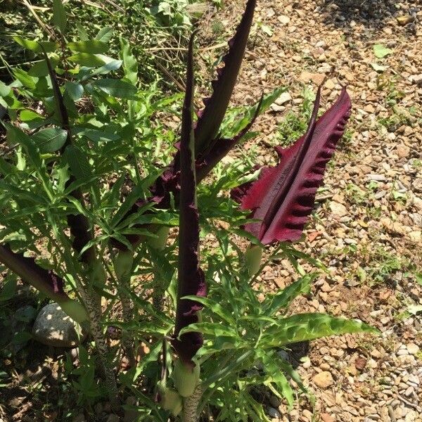 Dracunculus vulgaris Flower