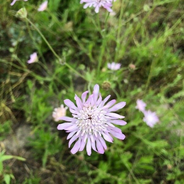 Knautia integrifolia Кветка