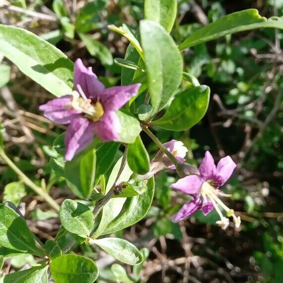 Lycium barbarum Flower