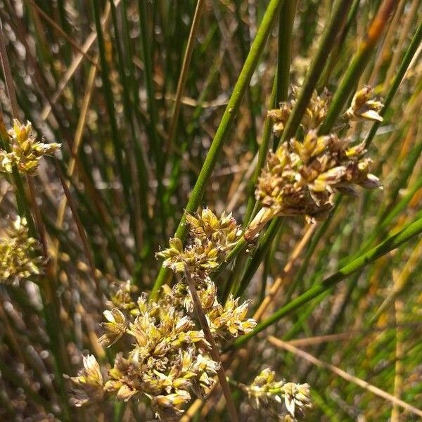 Juncus rigidus Flor