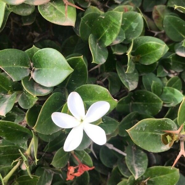 Carissa bispinosa Flower