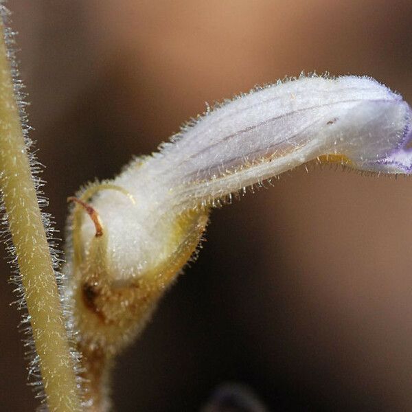 Orobanche uniflora आदत