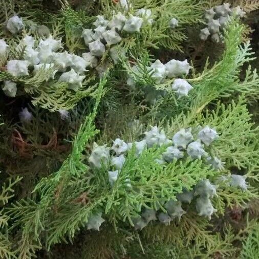 Platycladus orientalis Fruit