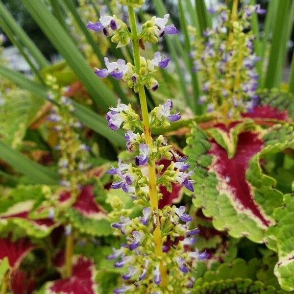 Solenostemon scutellarioides Çiçek