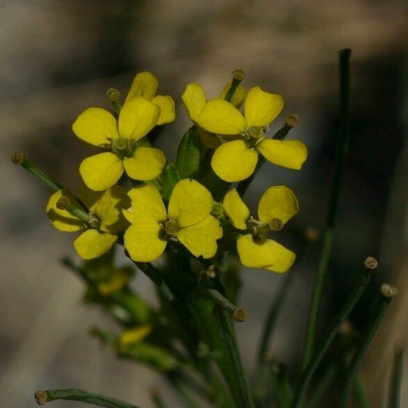 Erysimum virgatum Flor