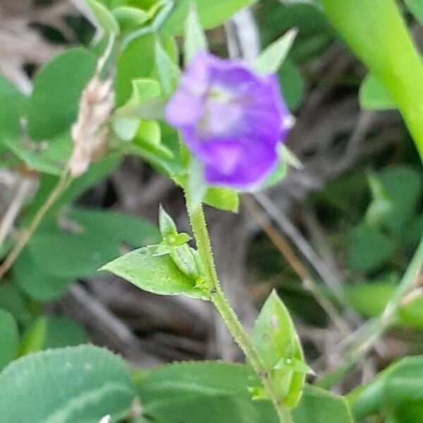 Triodanis perfoliata Leaf