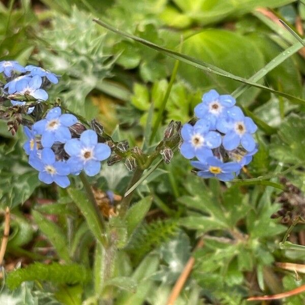 Myosotis alpestris Цвят