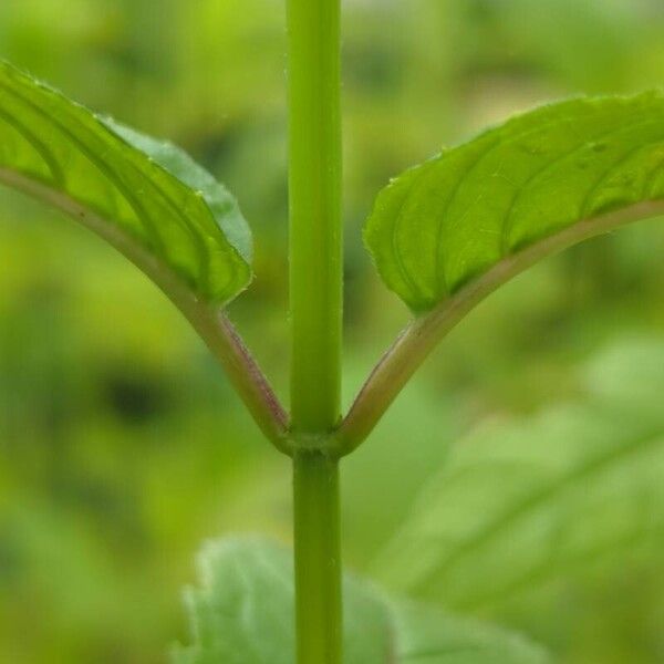 Monarda didyma Rinde