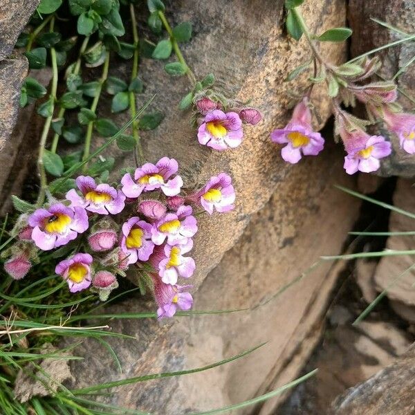 Chaenorhinum glareosum Blüte