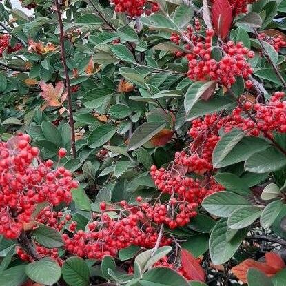 Cotoneaster coriaceus 果實