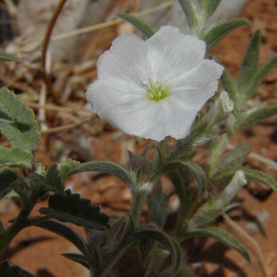 Evolvulus sericeus പുഷ്പം