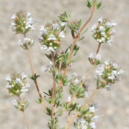 Thymus baeticus Sonstige