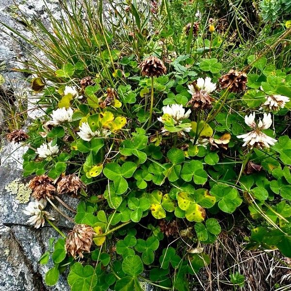 Trifolium pallescens Alkat (teljes növény)