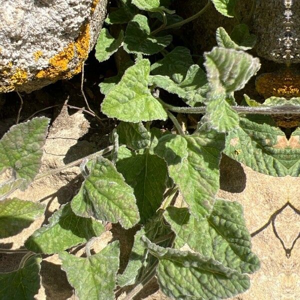 Cucumis prophetarum Ліст