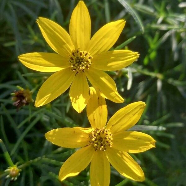 Coreopsis verticillata Flors