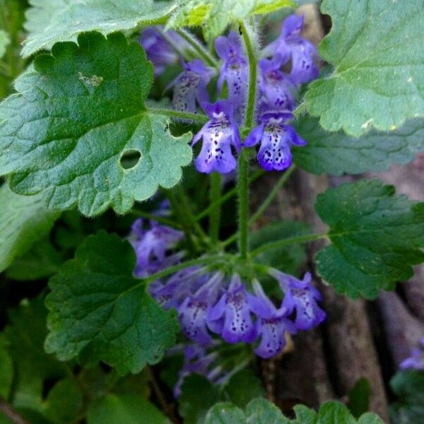 Glechoma hederacea Blüte