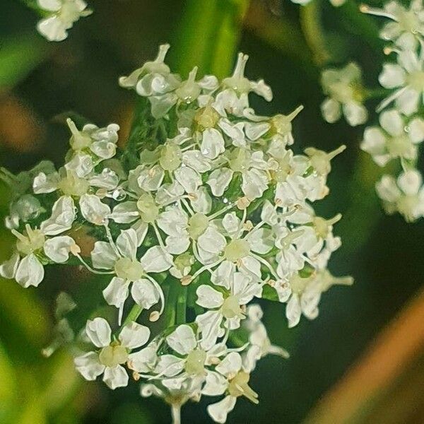 Berula erecta 花