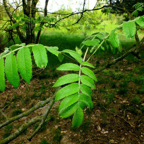 Sorbus aucuparia Лист