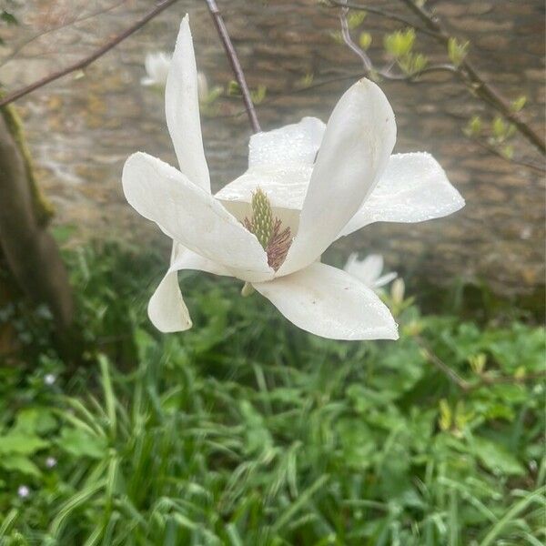 Magnolia salicifolia Blomma